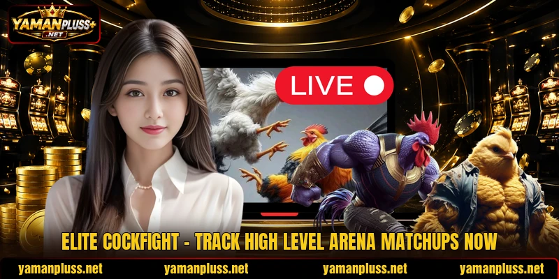 Elite Cockfight - Track High Level Arena Matchups Now