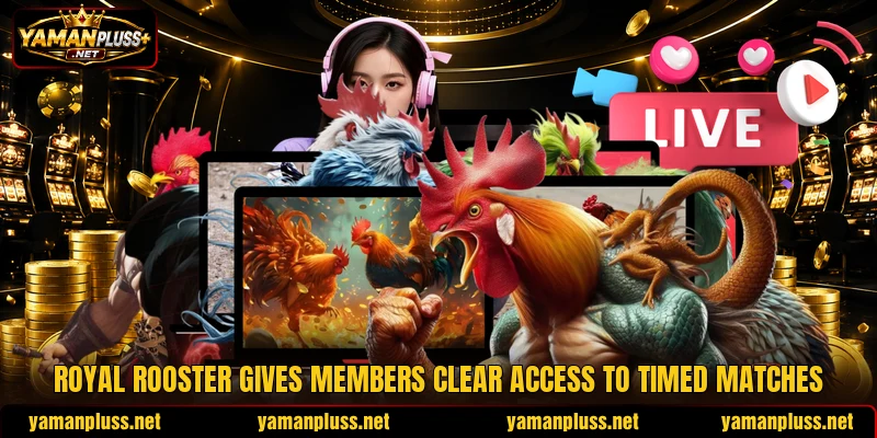 Royal rooster gives members clear access to timed matches Royal rooster gives members clear access to timed matches