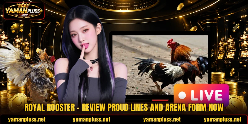 Royal Rooster - Review Proud Lines And Arena Form Now